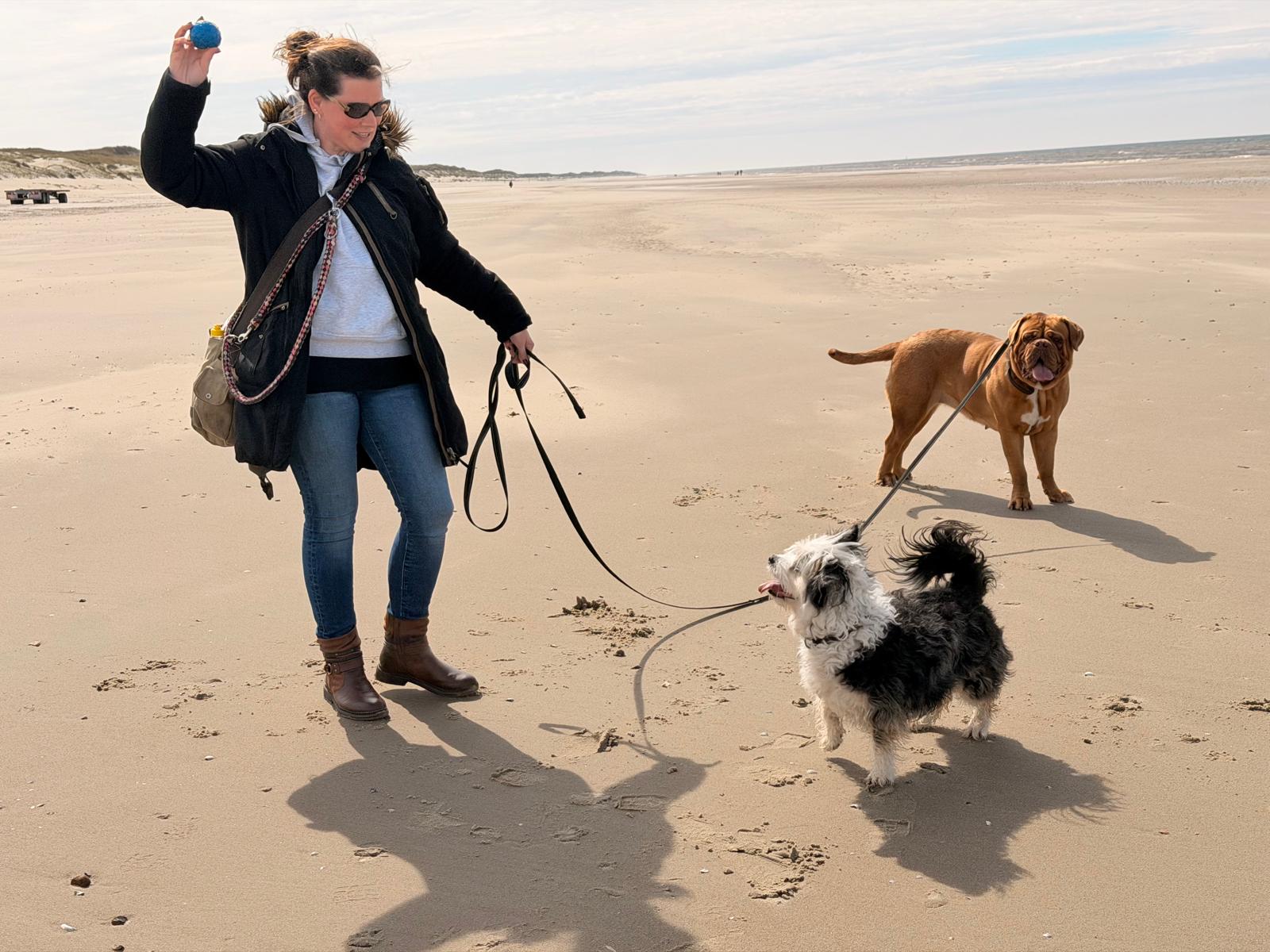 Dog Holidays